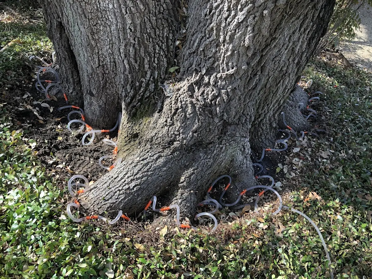 Detailed Tree Cabling and Bracing job site in Allenspark