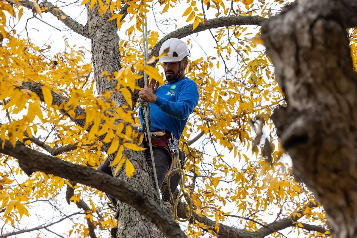 Skilled Tree Planting crew working in Allenspark