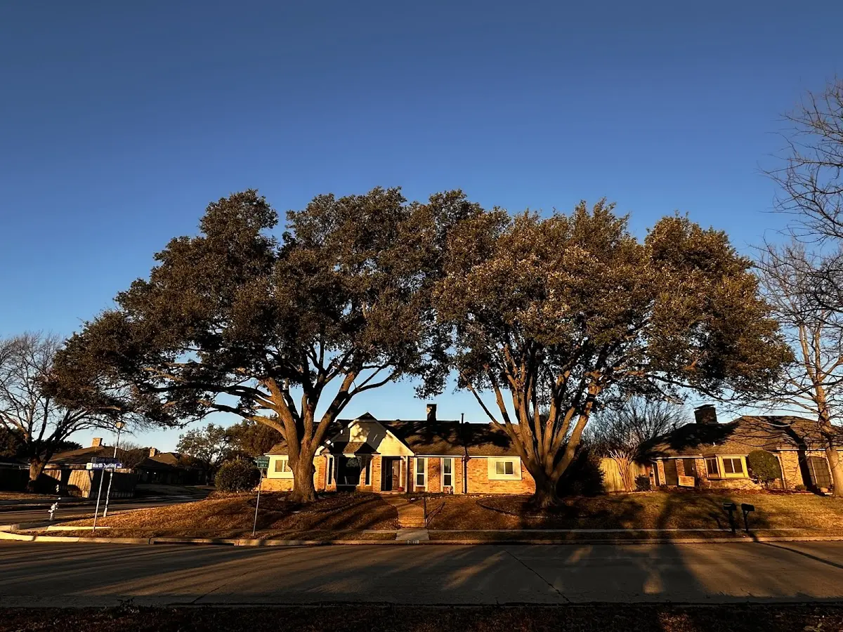 Established residential canopy tree shading a home in Allenspark